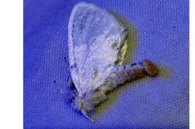 <i>Sphrageidus similis</i>