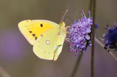 <i>Colias crocea</i>