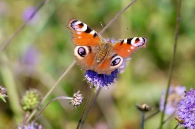 <i>Aglais io</i>