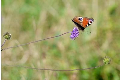 <i>Aglais io</i>
