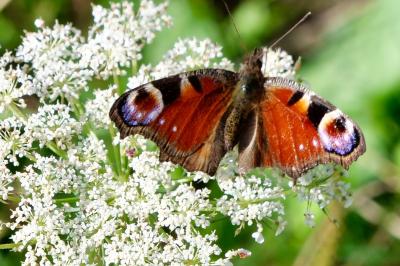 <i>Aglais io</i>