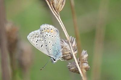 <i>Polyommatus icarus</i>