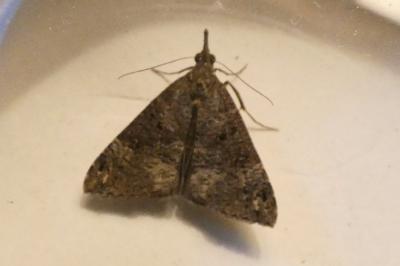 <i>Hypena obsitalis</i>