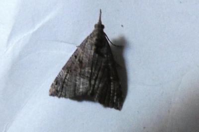 <i>Hypena obsitalis</i>
