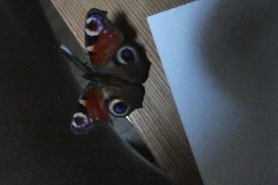 <i>Aglais io</i>