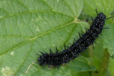 <i>Aglais io</i>