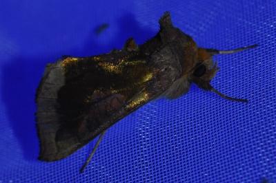 <i>Diachrysia stenochrysis</i>