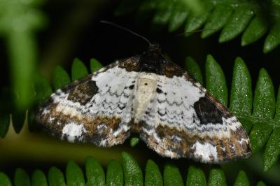 <i>Melanthia procellata</i>