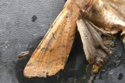 <i>Agrochola lychnidis</i>
