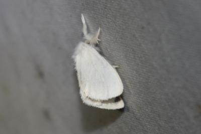 <i>Euproctis chrysorrhoea</i>