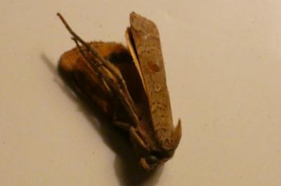 <i>Noctua comes</i>