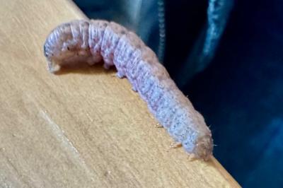 <i>Noctua fimbriata</i>