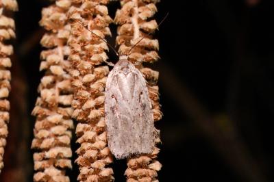 <i>Agonopterix ocellana</i>