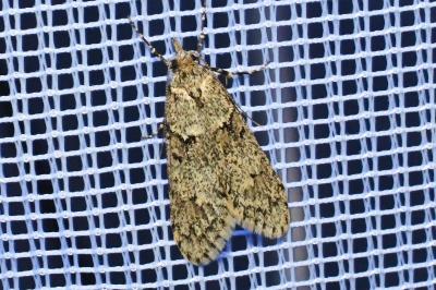 <i>Diurnea fagella</i>