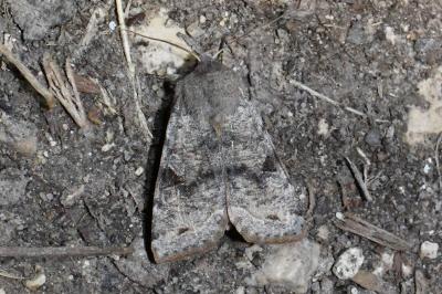 <i>Orthosia incerta</i>