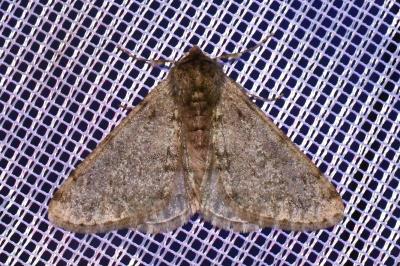 <i>Phigalia pilosaria</i>