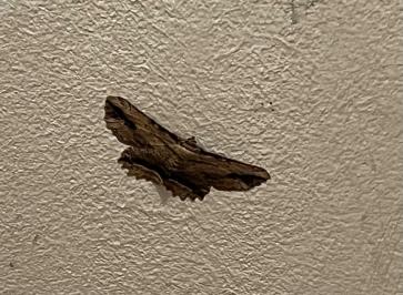 <i>Menophra abruptaria</i>