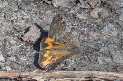 <i>Boudinotiana notha</i>