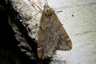 <i>Alsophila aescularia</i>
