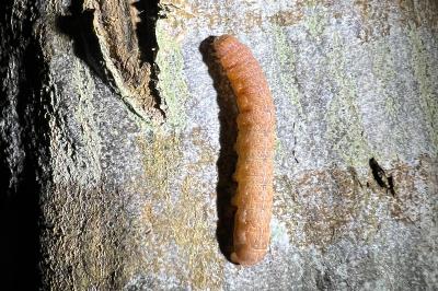 <i>Noctua fimbriata</i>
