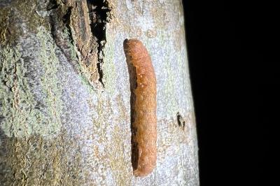 <i>Noctua fimbriata</i>