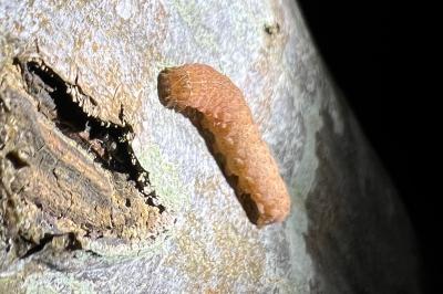 <i>Noctua fimbriata</i>