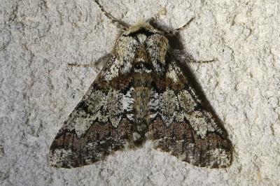 <i>Biston strataria</i>