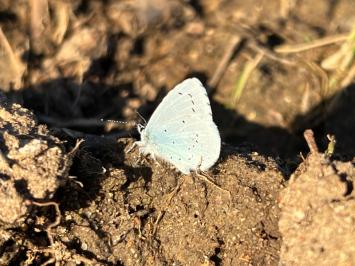 <i>Celastrina argiolus</i>