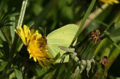 <i>Gonepteryx rhamni</i>