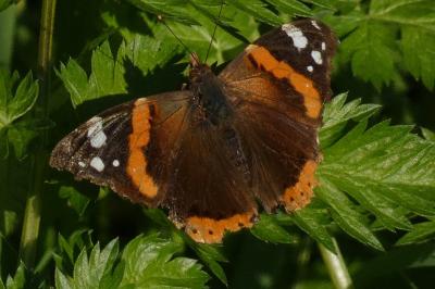 <i>Vanessa atalanta</i>