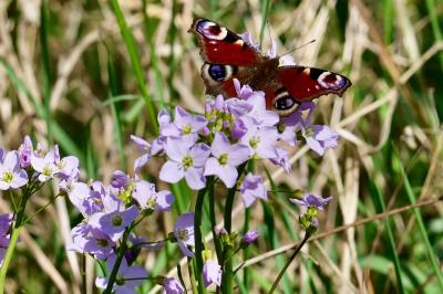 <i>Aglais io</i>