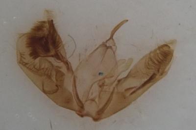 <i>Emmelina argoteles</i>