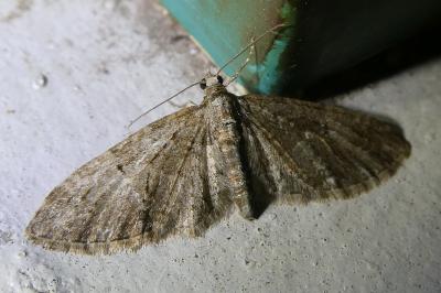 <i>Eupithecia abbreviata</i>