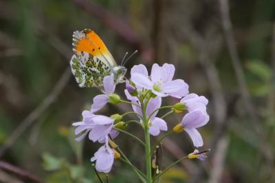 <i>Anthocharis cardamines</i>