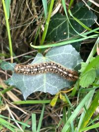 <i>Lasiocampa quercus</i>