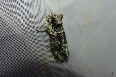 <i>Polyploca ridens</i>