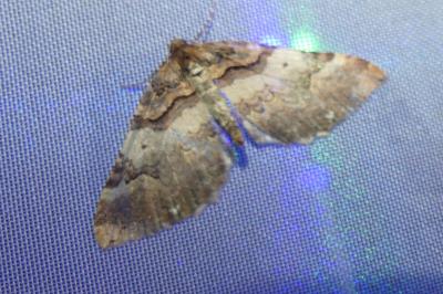 <i>Earophila badiata</i>