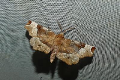 <i>Selenia tetralunaria</i>