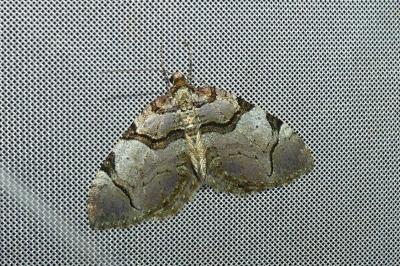 <i>Anticlea derivata</i>