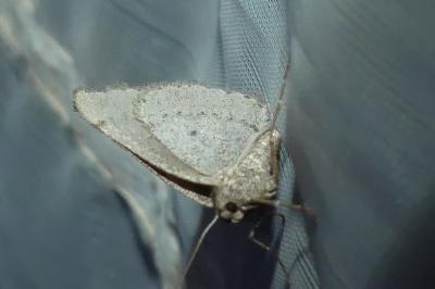 <i>Aleucis distinctata</i>