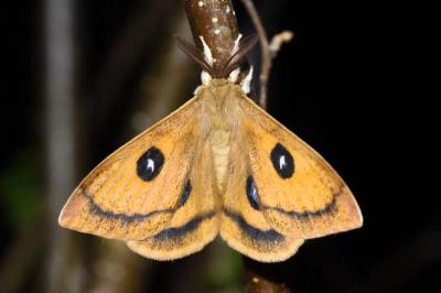 <i>Aglia tau</i>