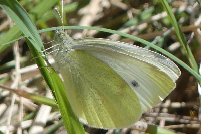 <i>Pieris rapae</i>