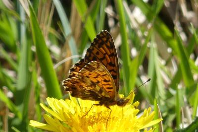 <i>Boloria dia</i>