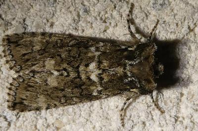 <i>Polyploca ridens</i>