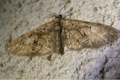<i>Eupithecia abbreviata</i>