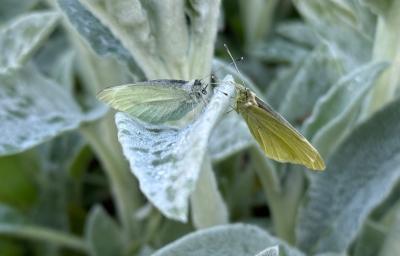 <i>Pieris</i>