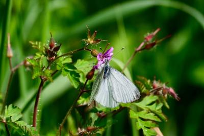 <i>Pieris napi</i>