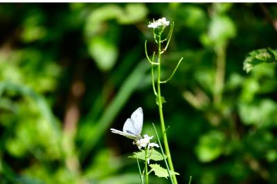 <i>Pieris napi</i>