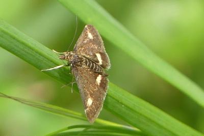 <i>Pyrausta aurata</i>