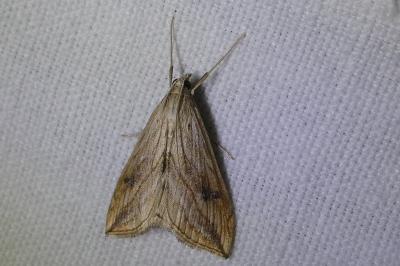 <i>Evergestis forficalis</i>